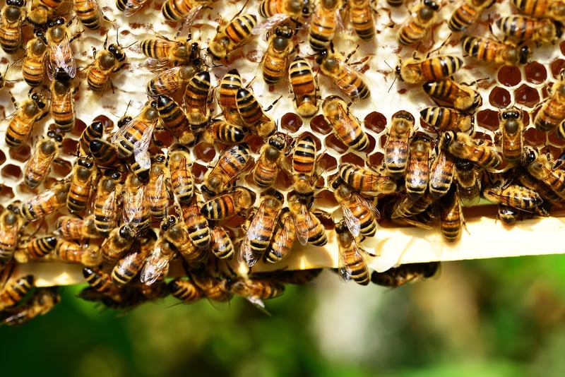 Beekeeping