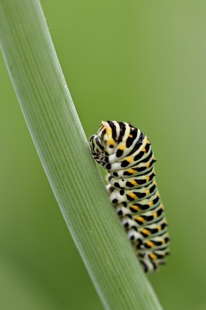 Butterfly Gardens